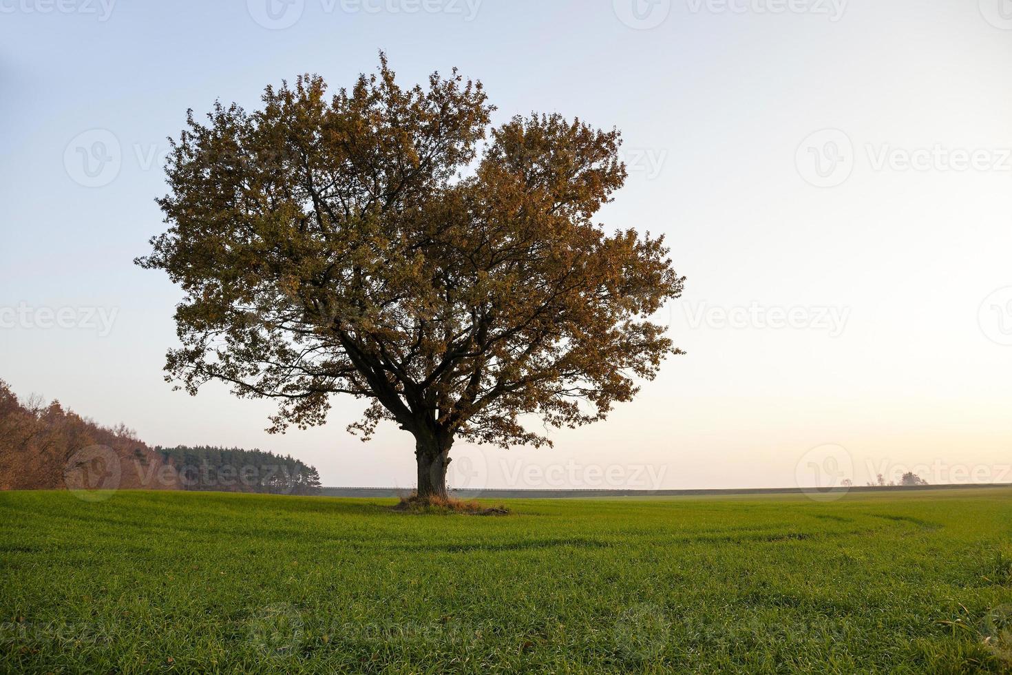 Oak autumn season photo