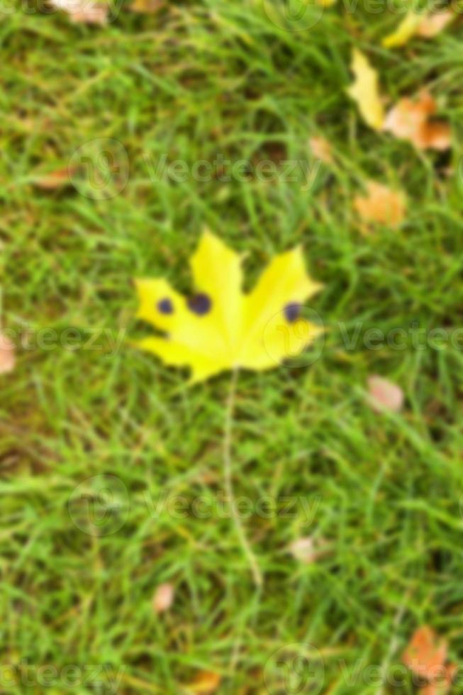 autumn in the park photo