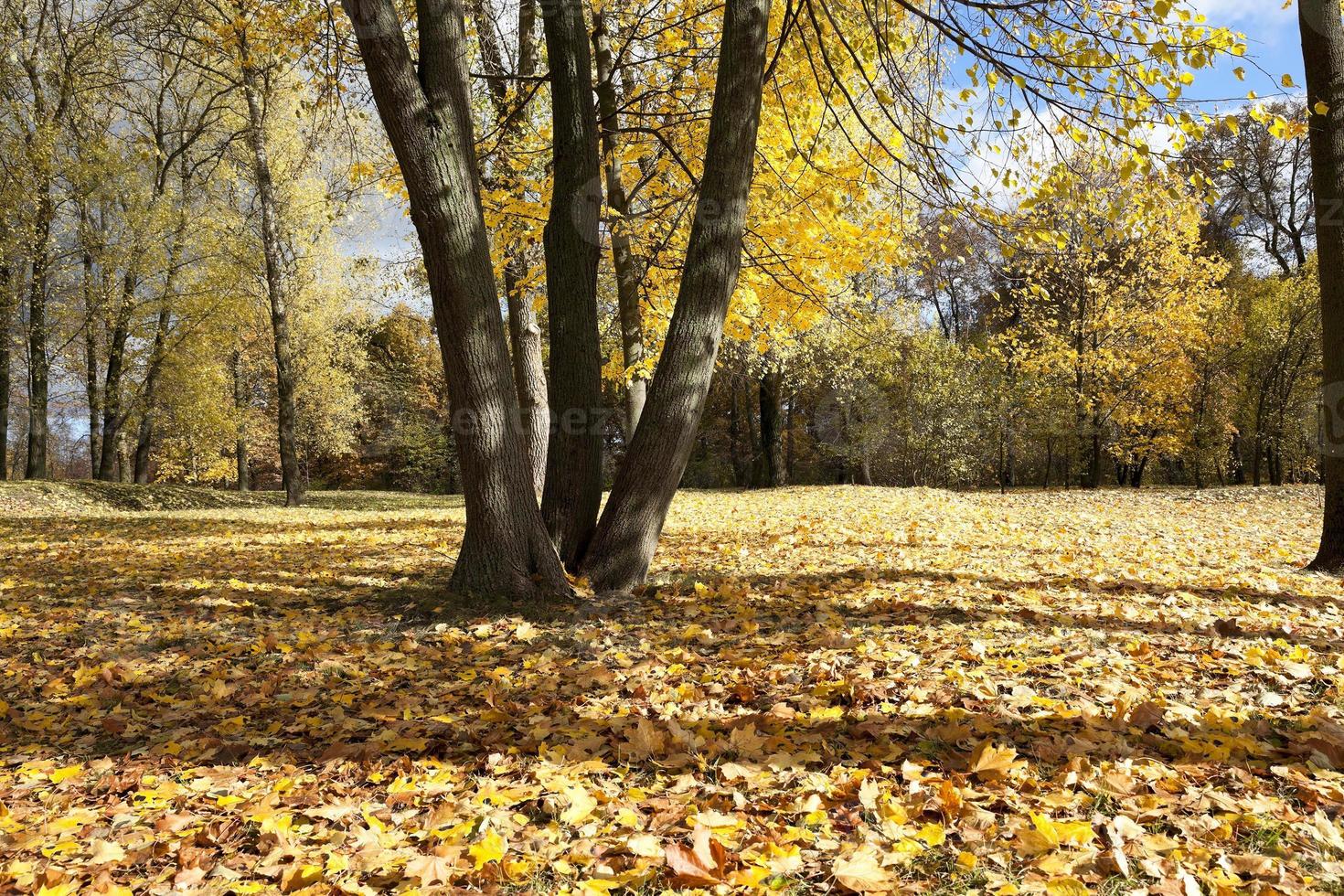 The fallen to the ground. photo