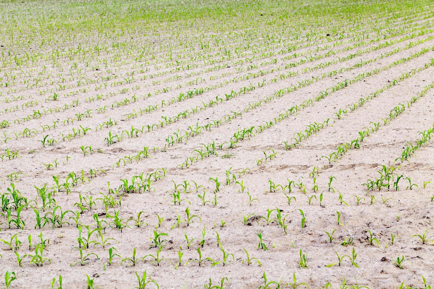 corn field. Spring photo