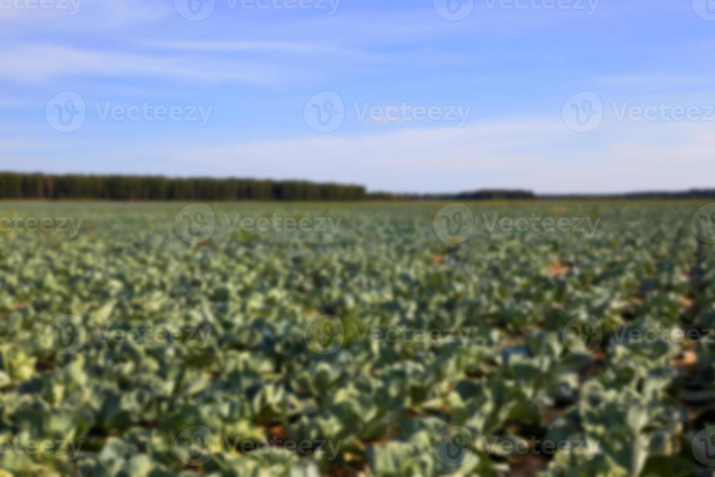 Field with cabbage, summer photo