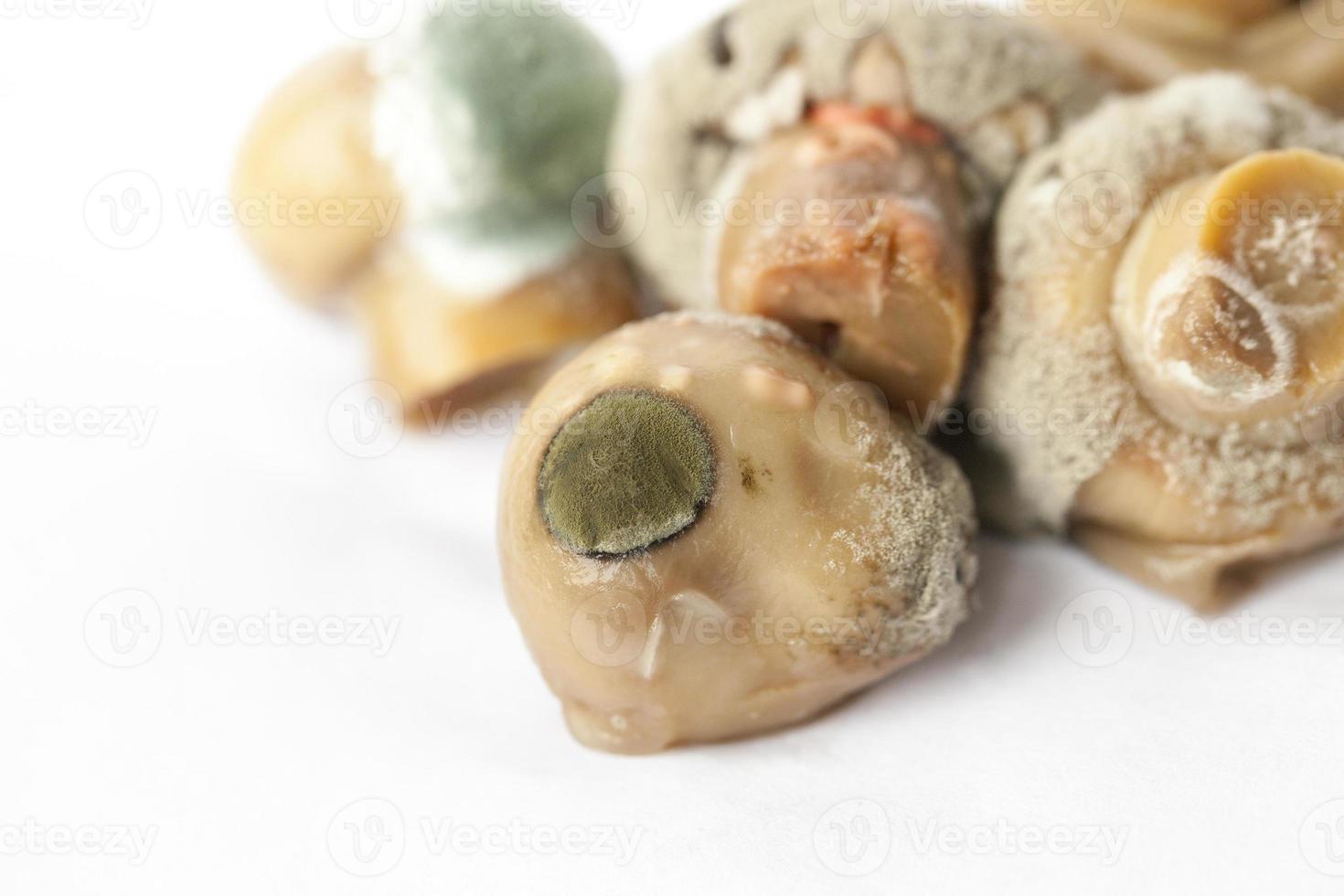 mold on mushrooms photo