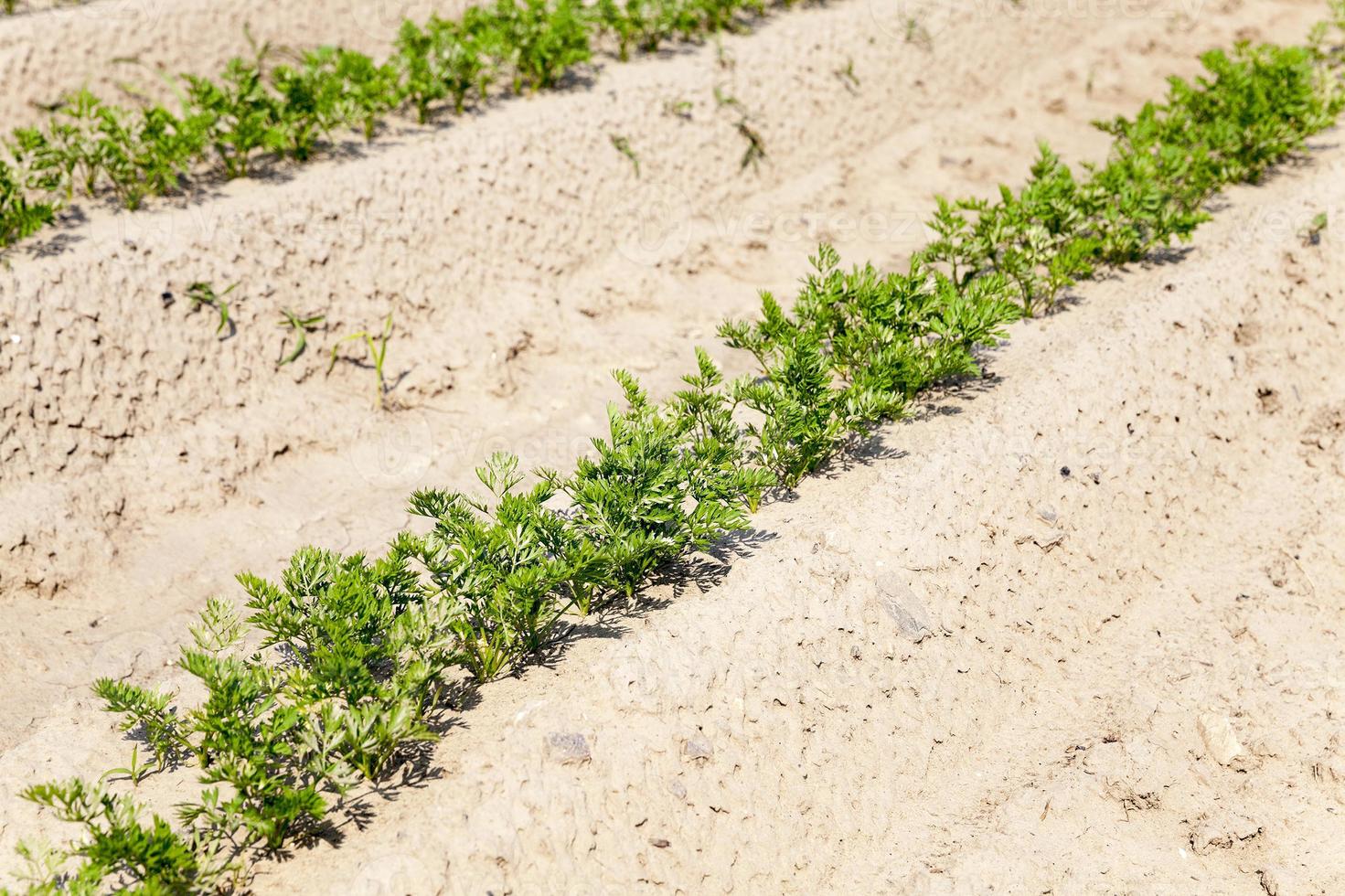 Field with carrot photo