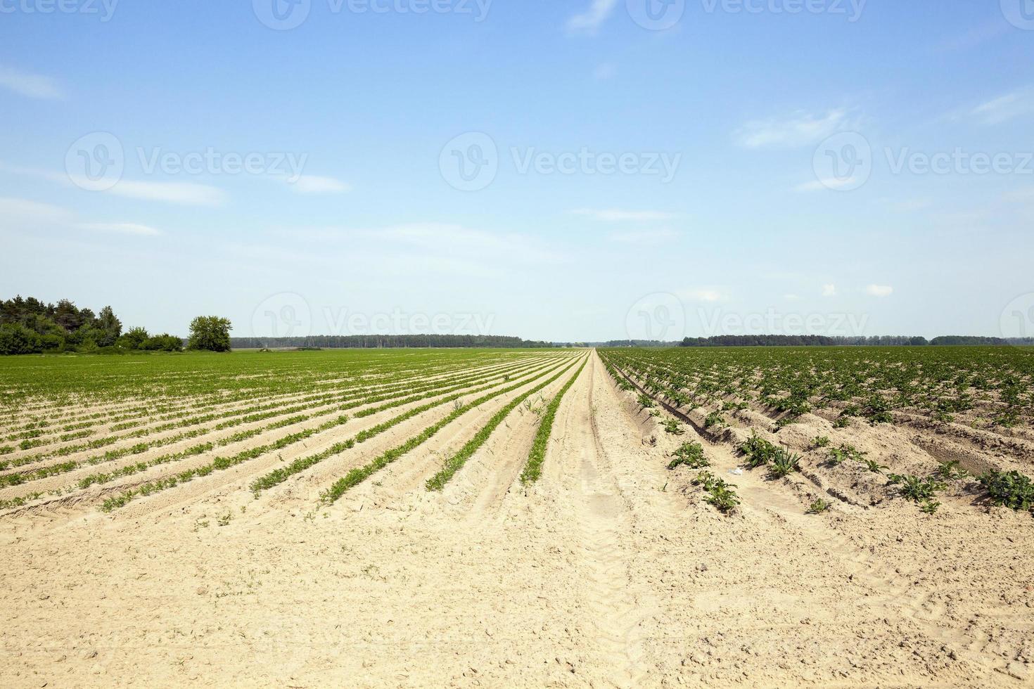 Field with carrot photo