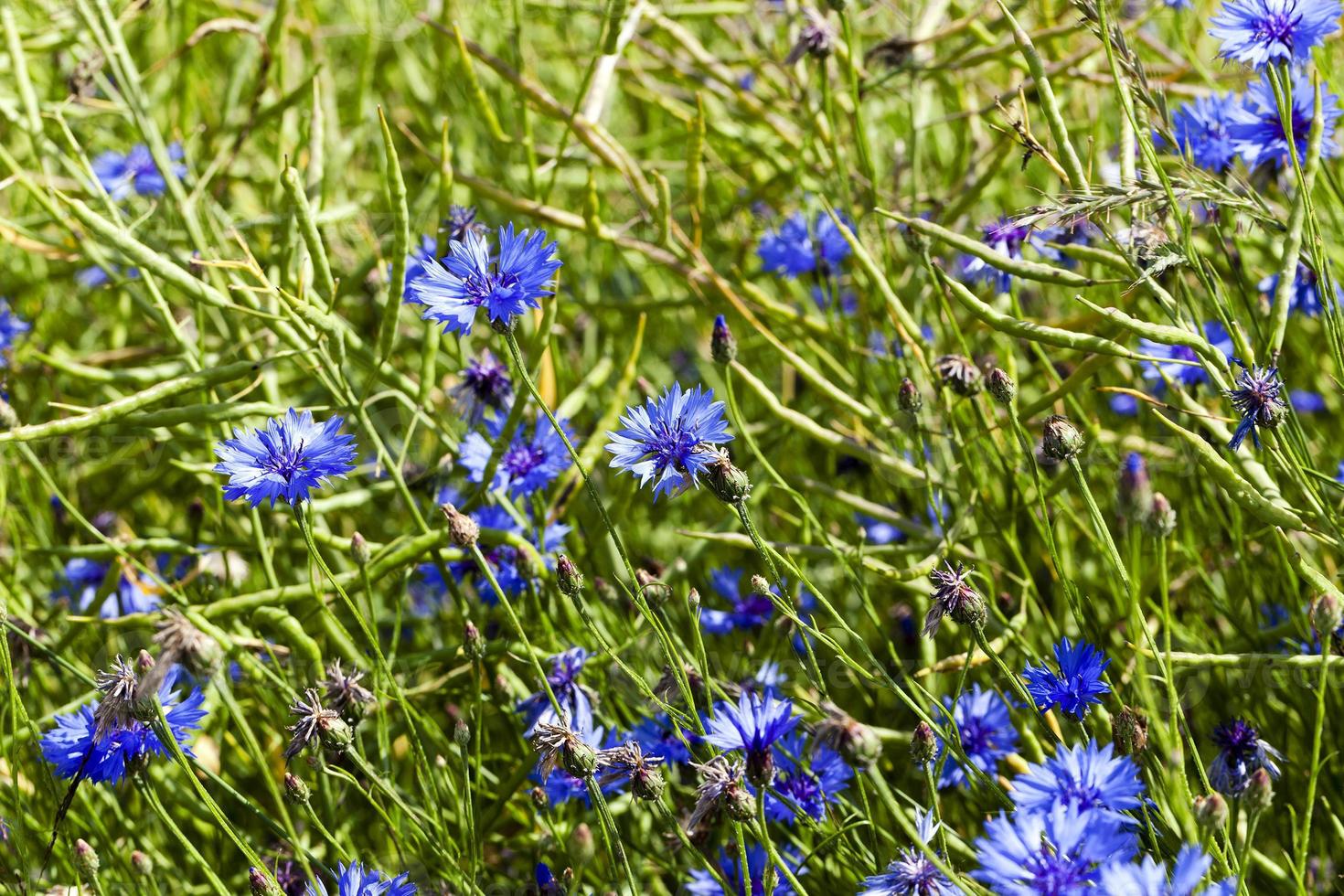 corn flower , summer photo