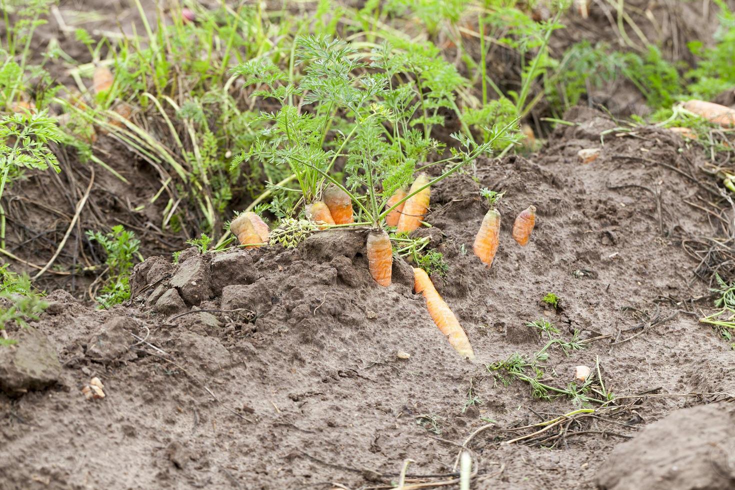 red carrots in the field photo