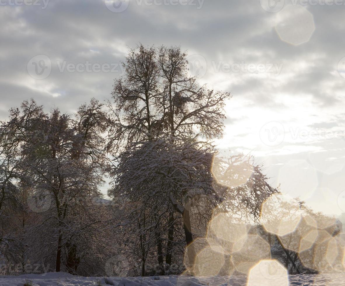 árboles en el bosque en invierno foto