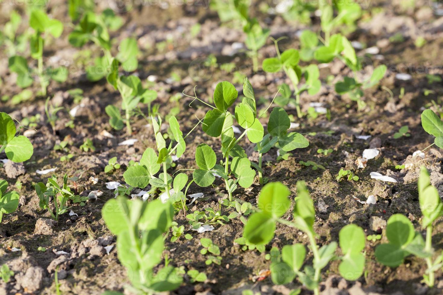 young green peas photo