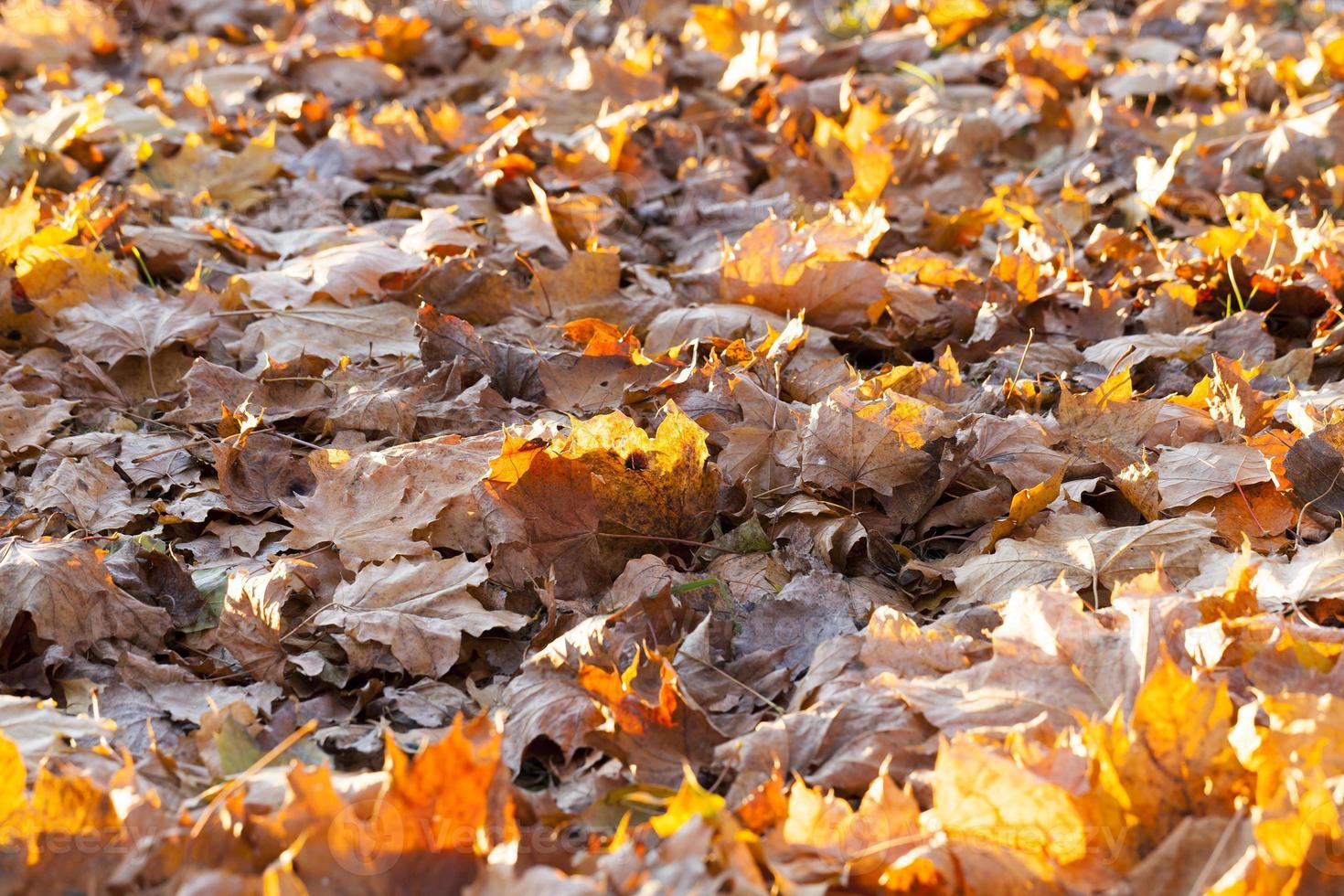 fallen leaves of a maple photo