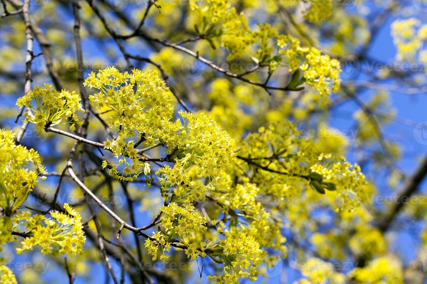 flowering maple tree photo