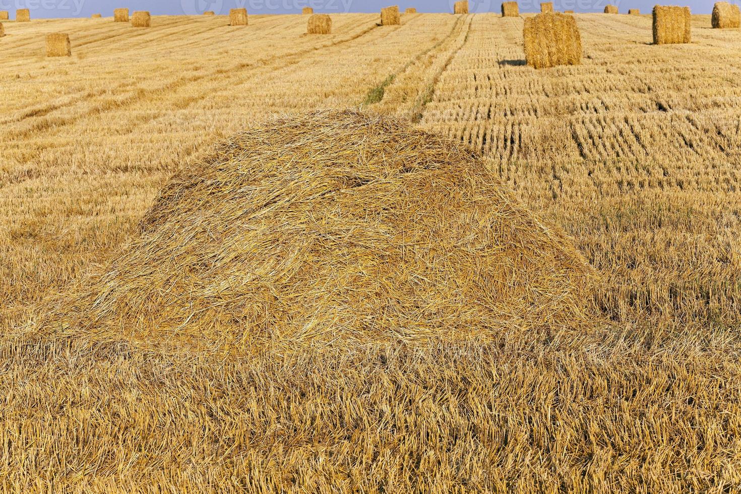 field with straw photo