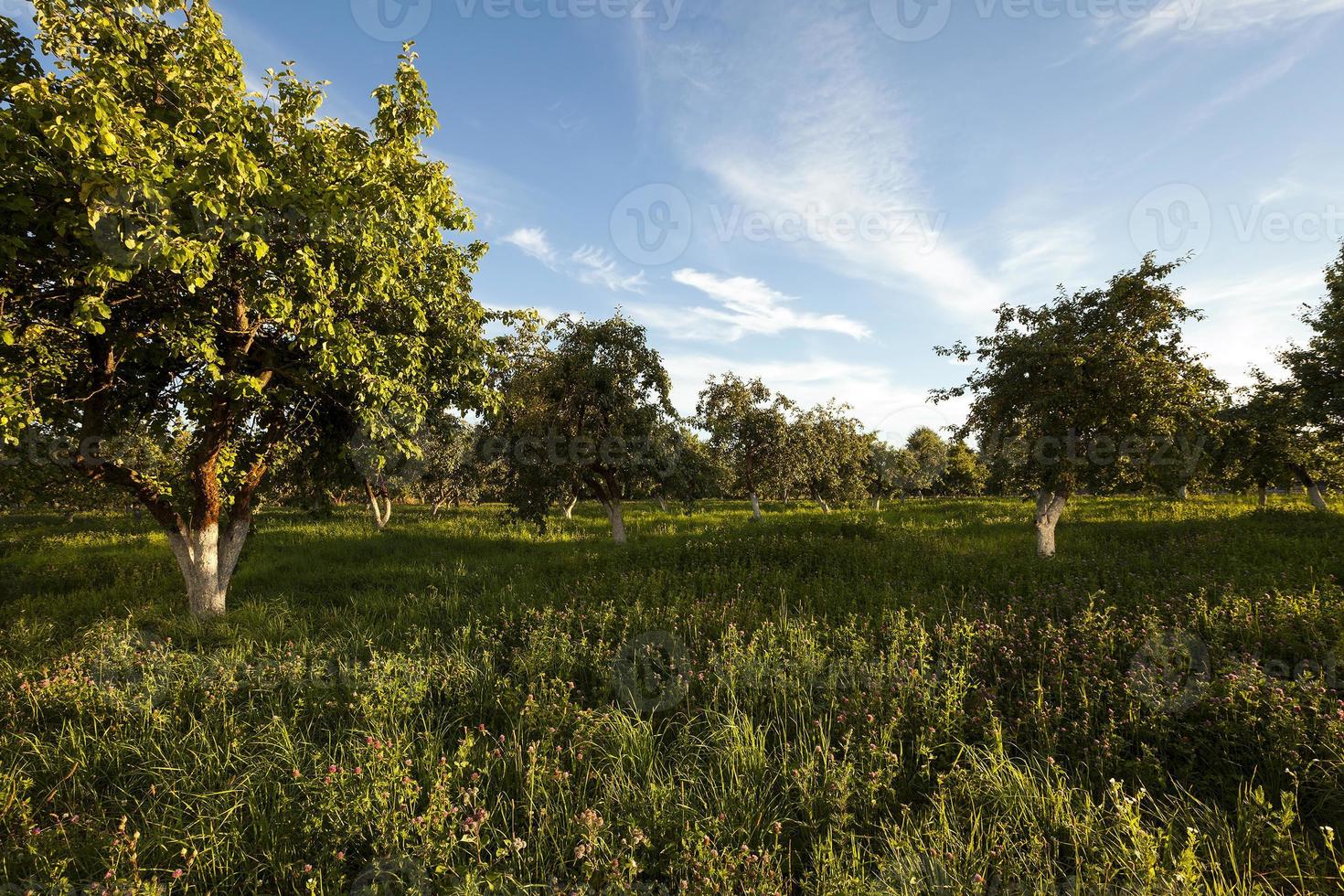 apple orchard . garden photo
