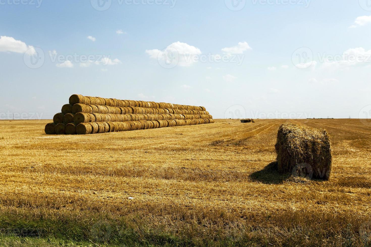 stack of straw in the field photo