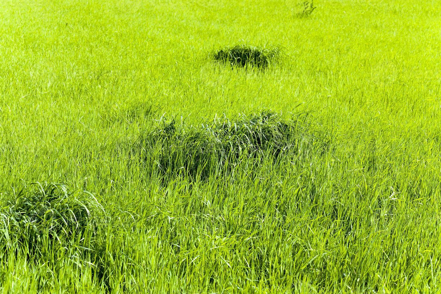 immature cereals . wheat photo