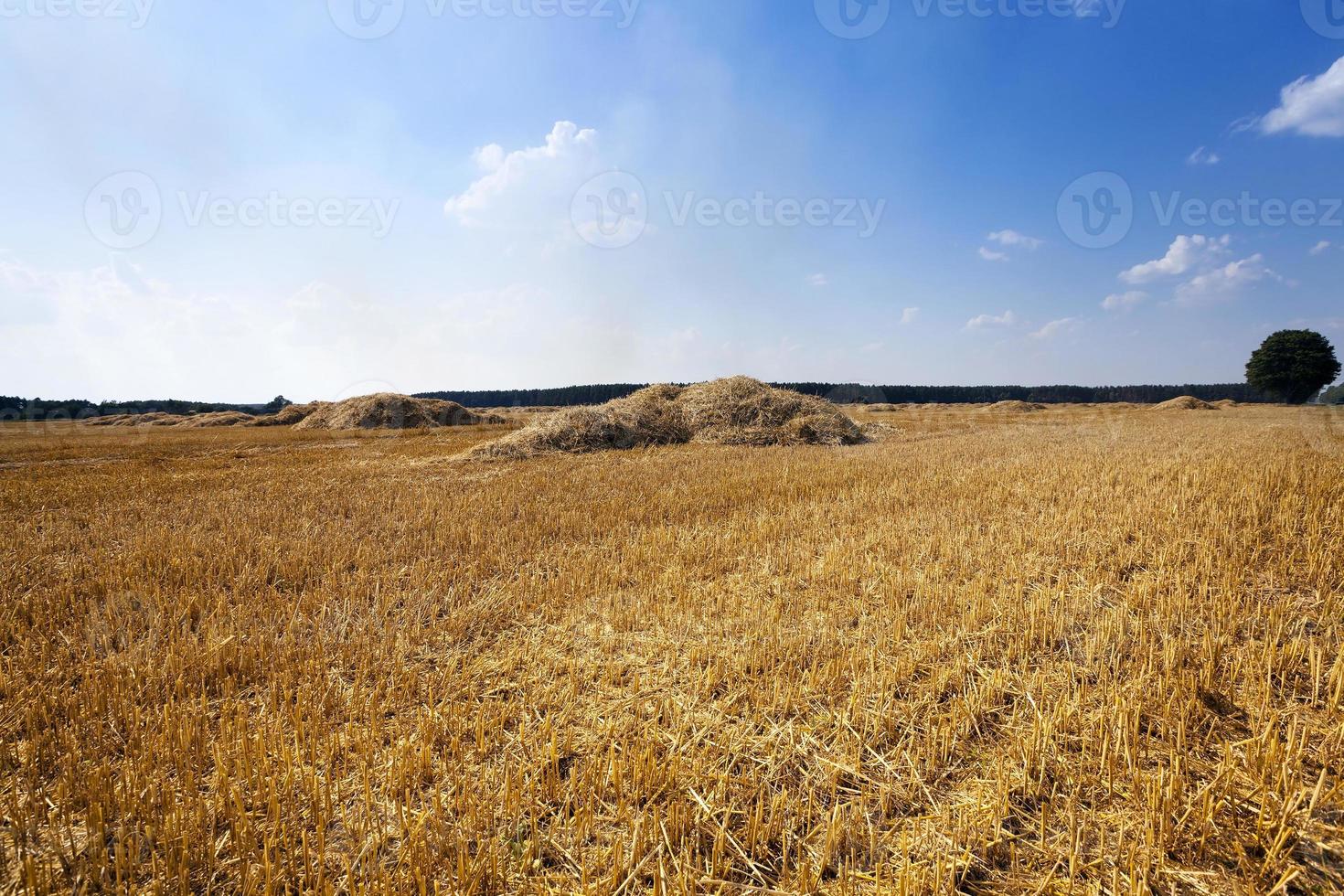 harvesting cereals. field photo