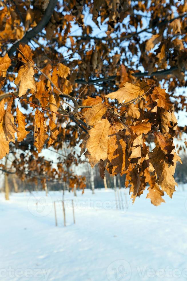 yellow dry leaves photo