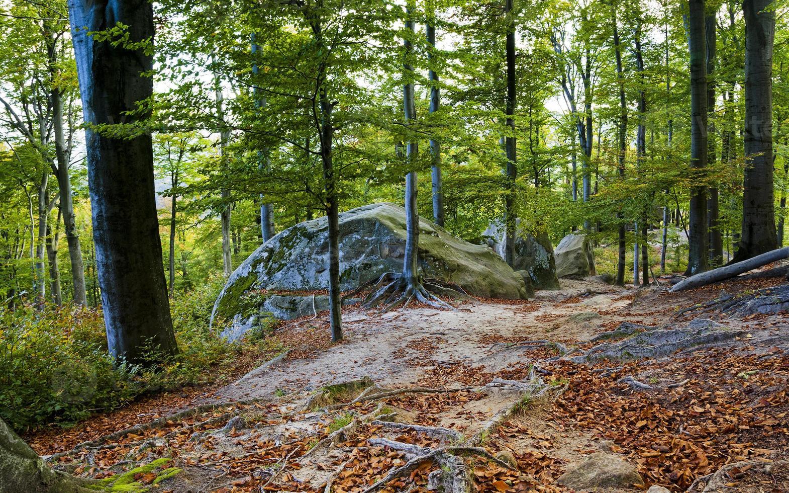 autumn beech forest photo