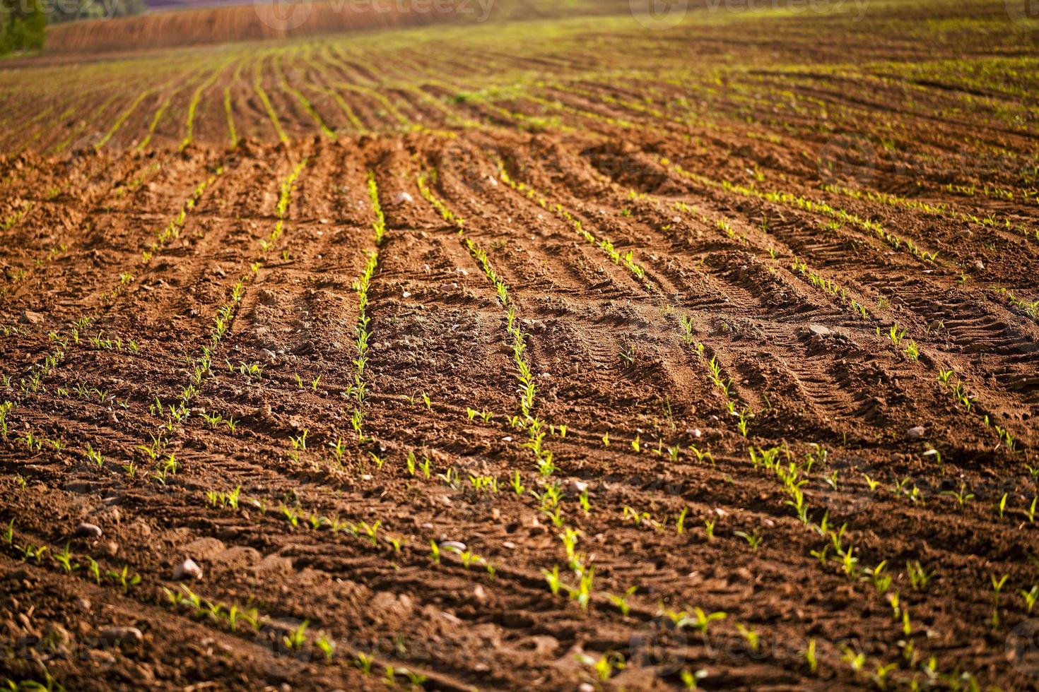 corn plants . Close-up. photo