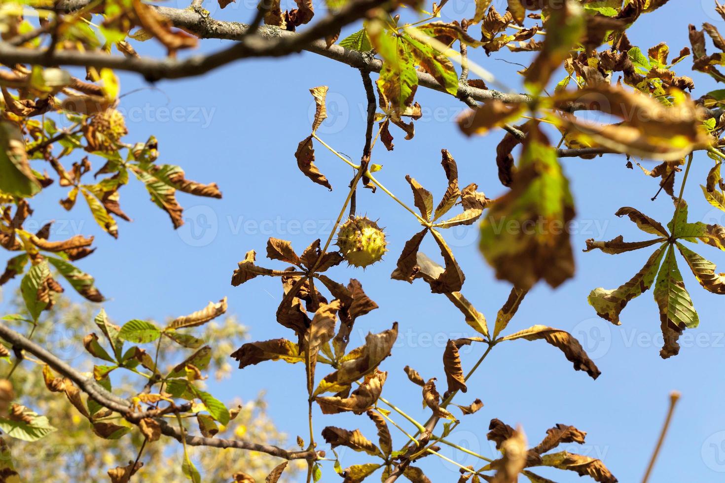 ripe fruit chestnut photo