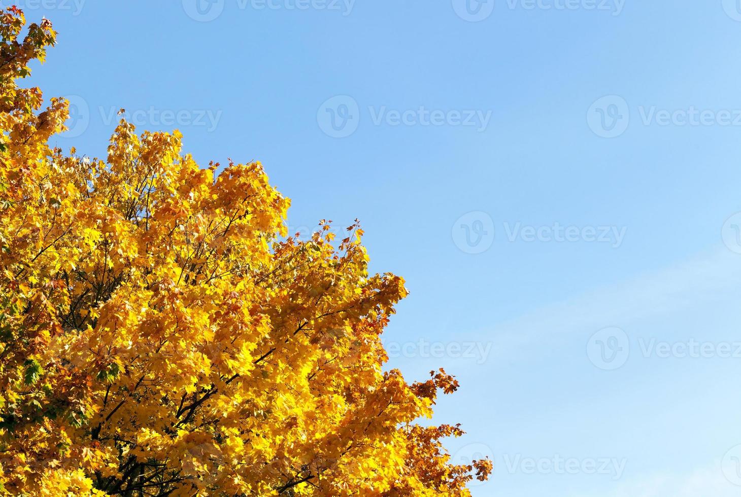 yellowed maple trees in autumn photo