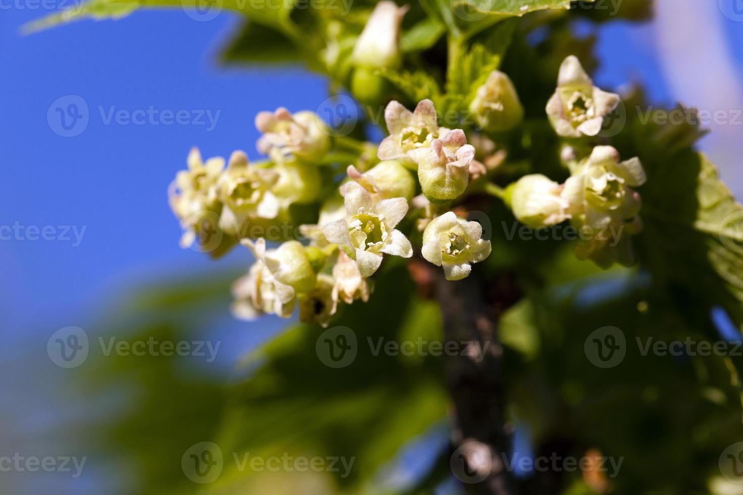 flowering of black currant photo