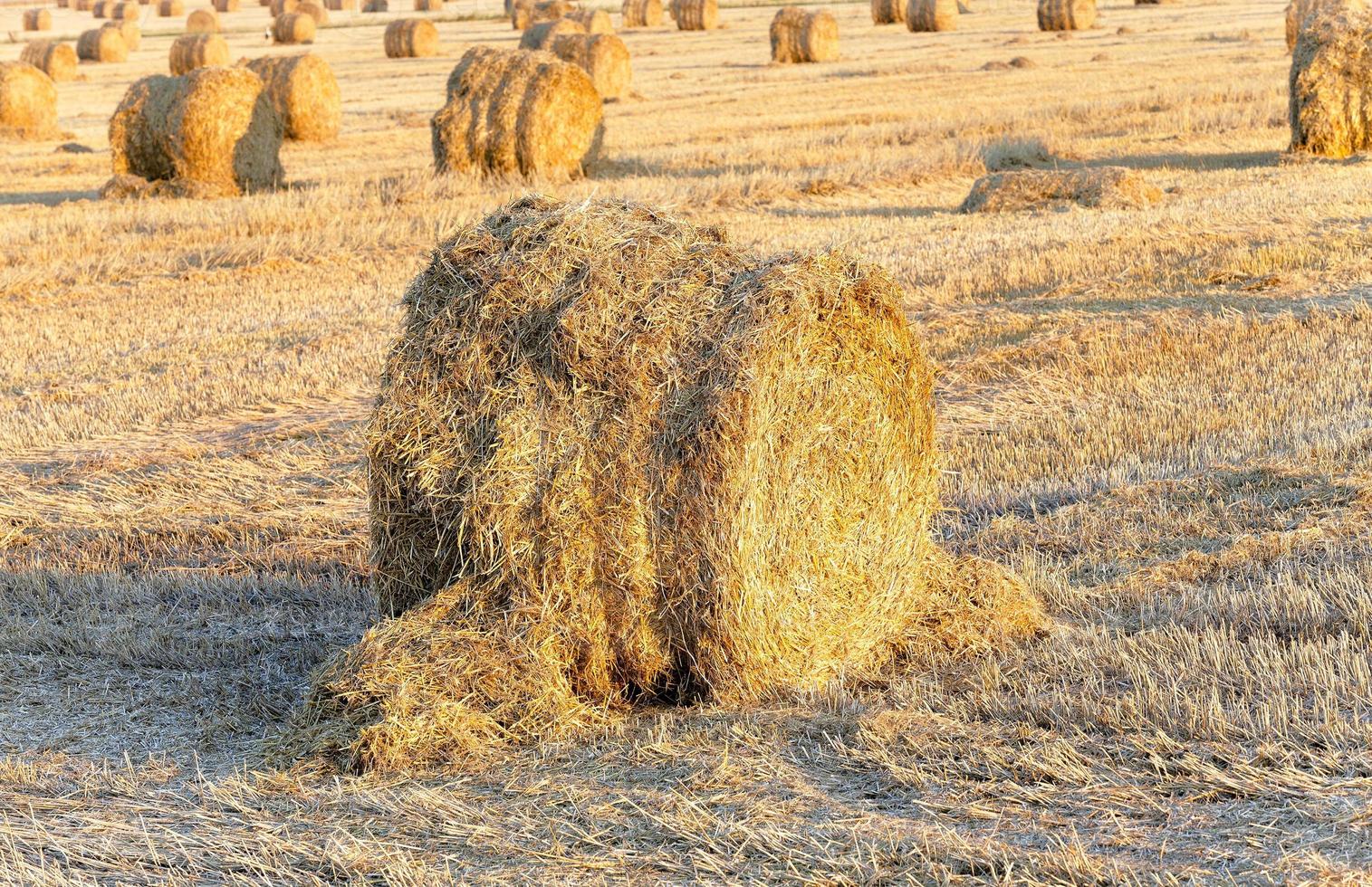 stack of straw in the field photo