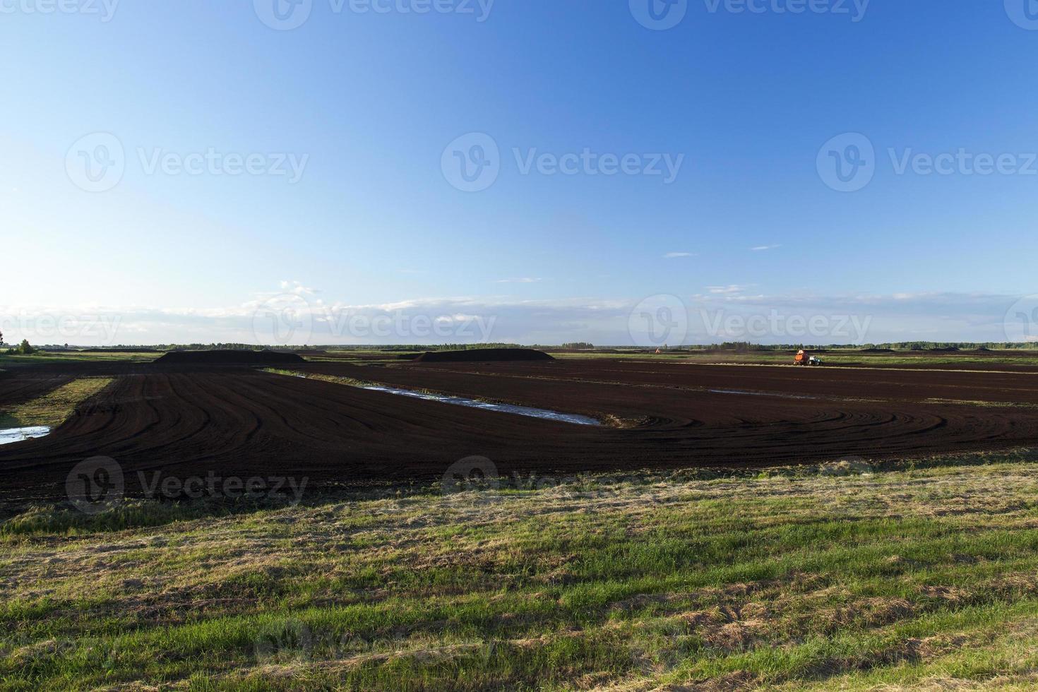 peat bog, summer photo