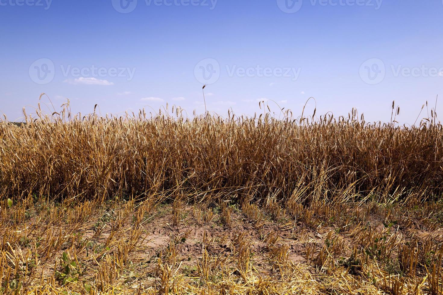 harvesting cereals, closeup photo