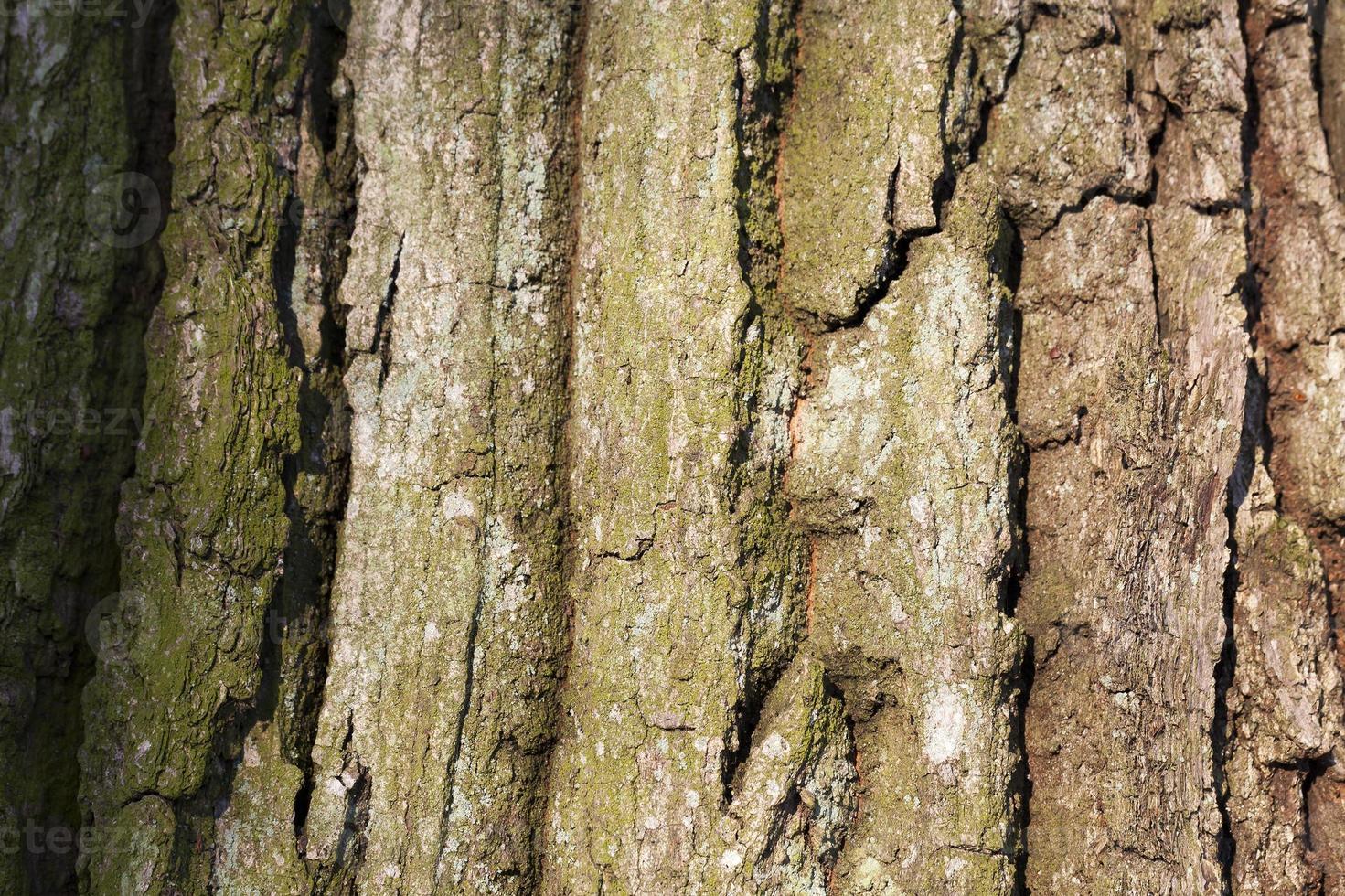 tree bark, close-up photo