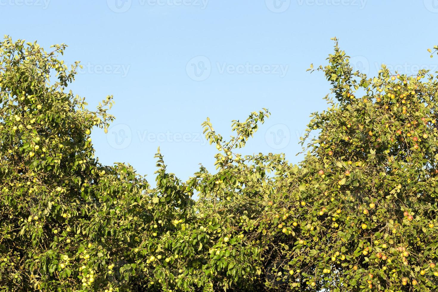 green unripe apples photo