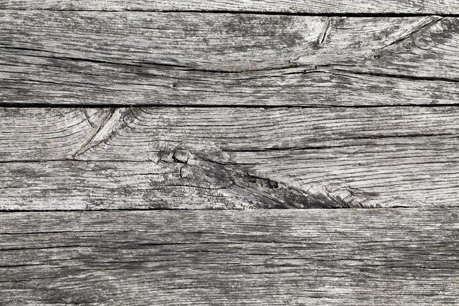 split the old tree photo