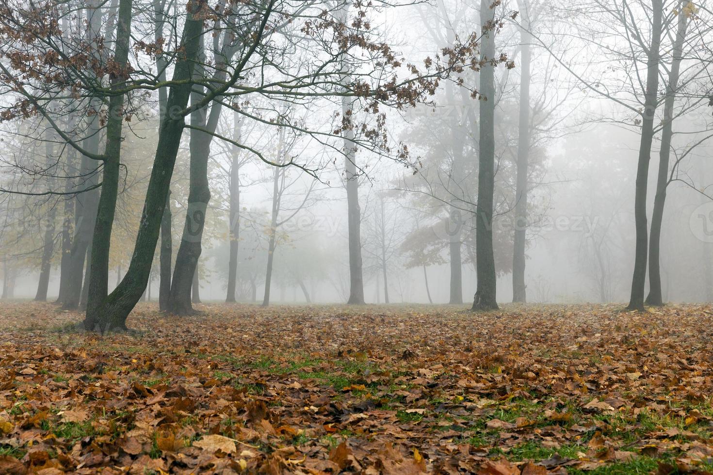 Fog in autumn season photo