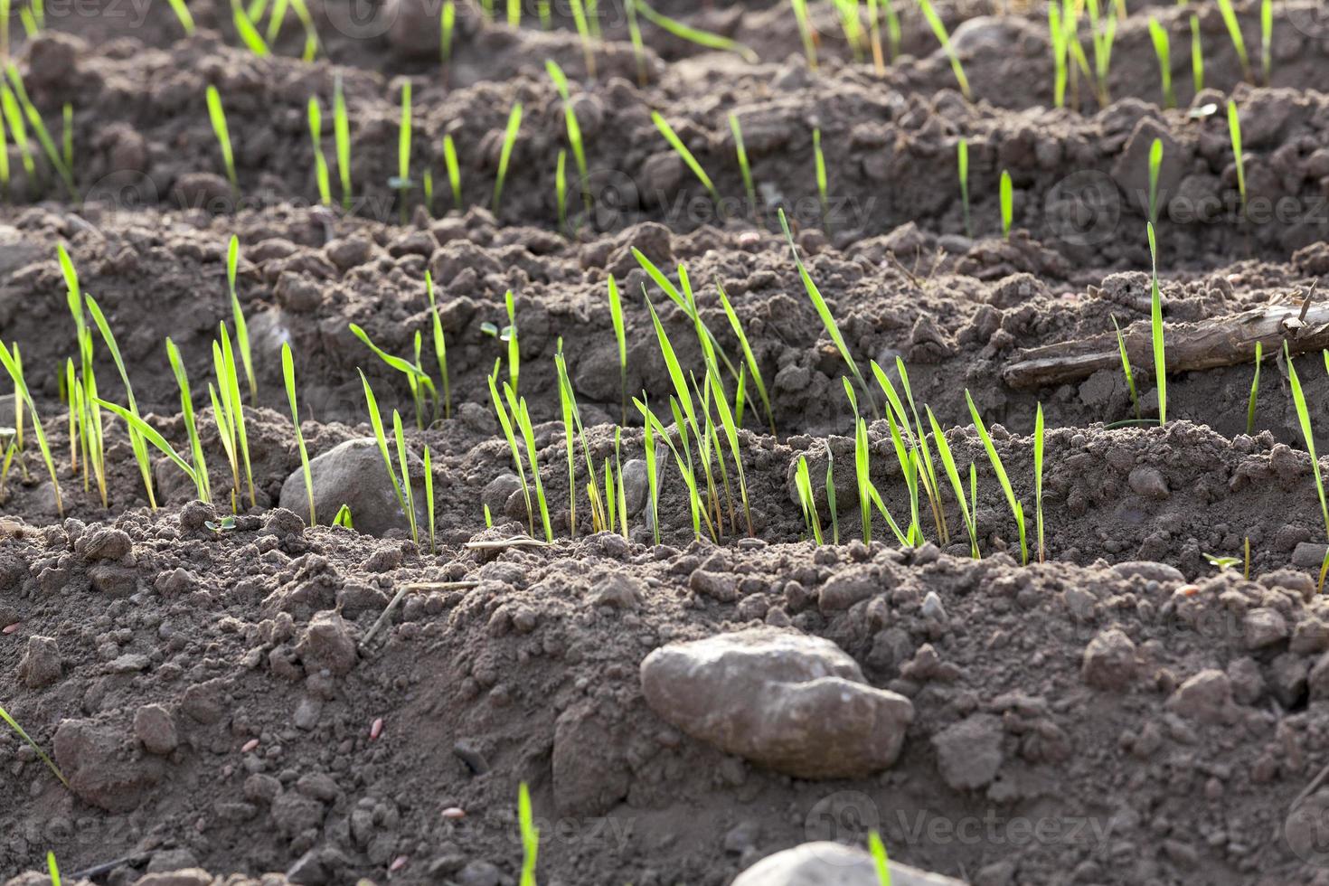 young grass plants, close-up photo