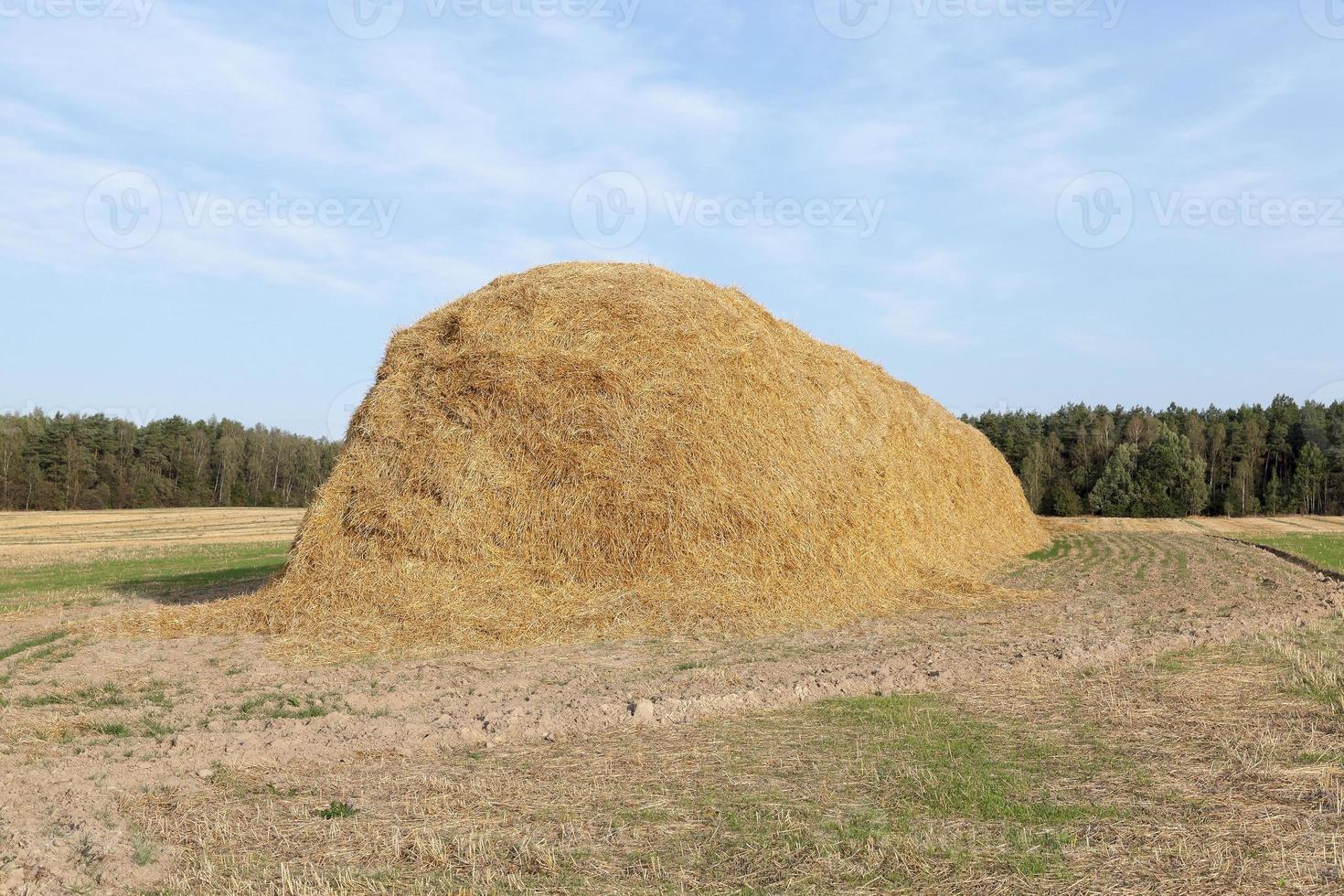 stack of straw in the field photo