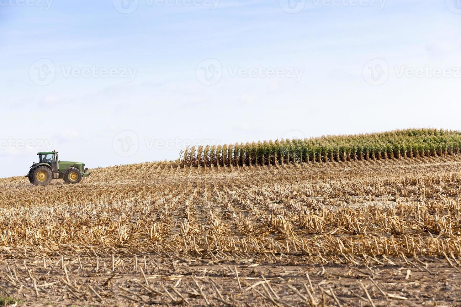 maíz maduro cosechado foto