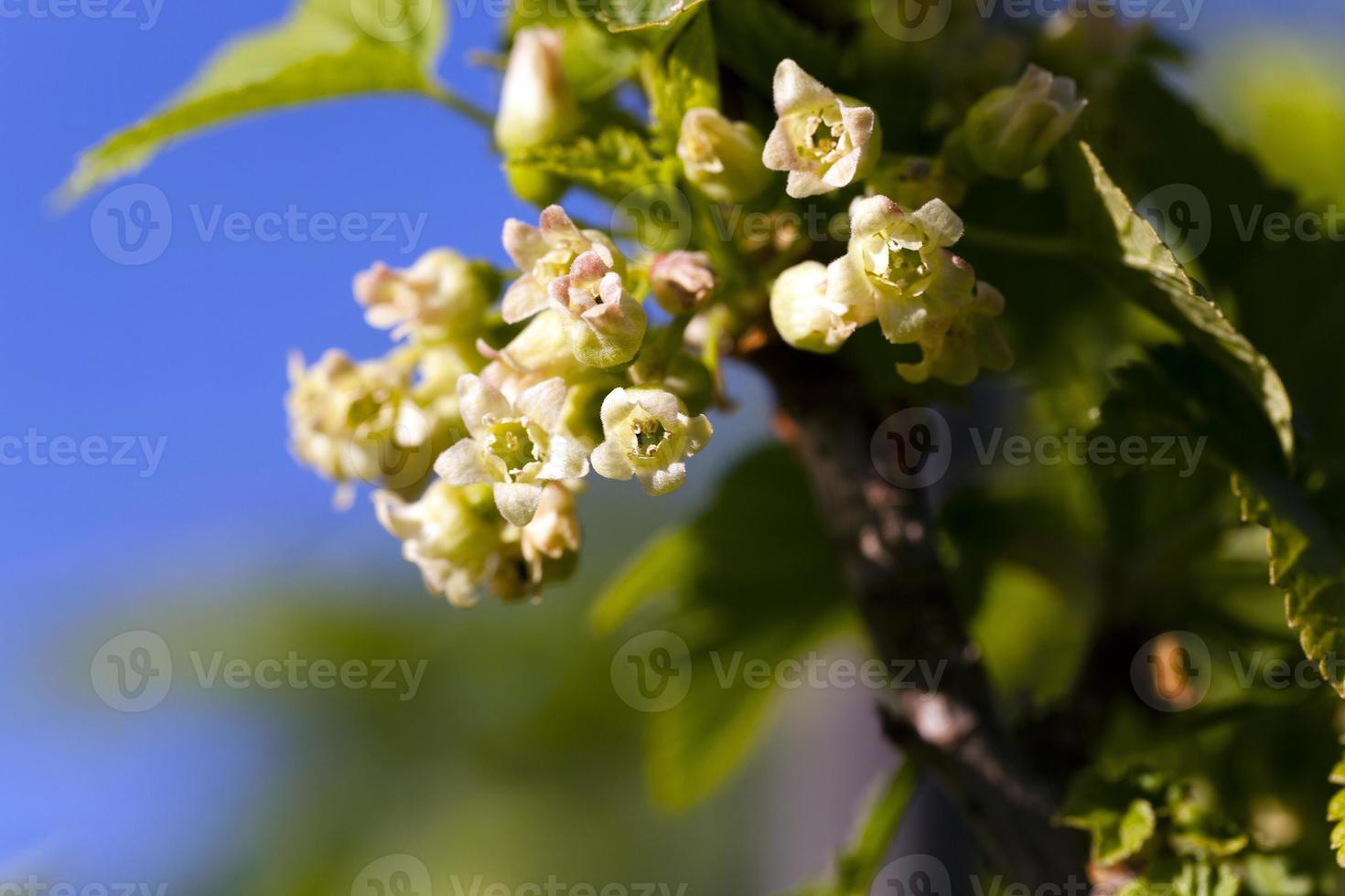 flowering of black currant photo