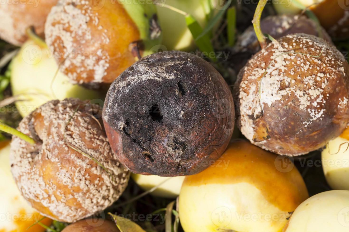 rotten Apple, close up photo