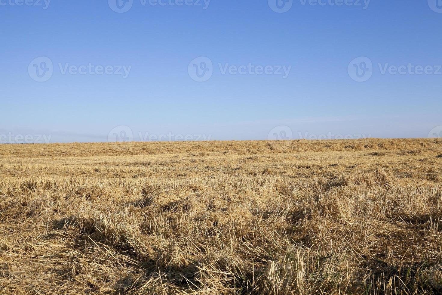 ripe yellow cereals photo