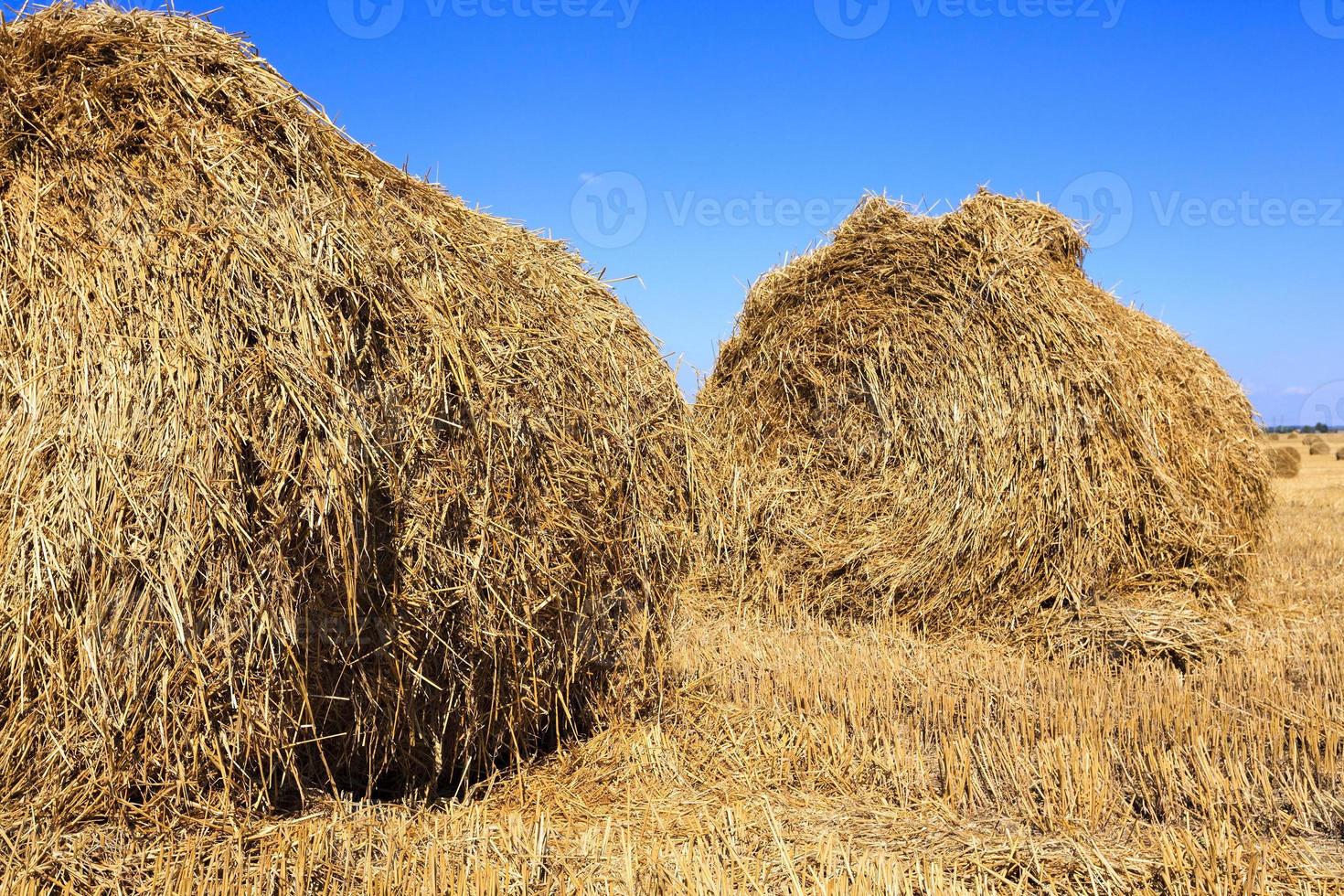 stack of straw in the field photo
