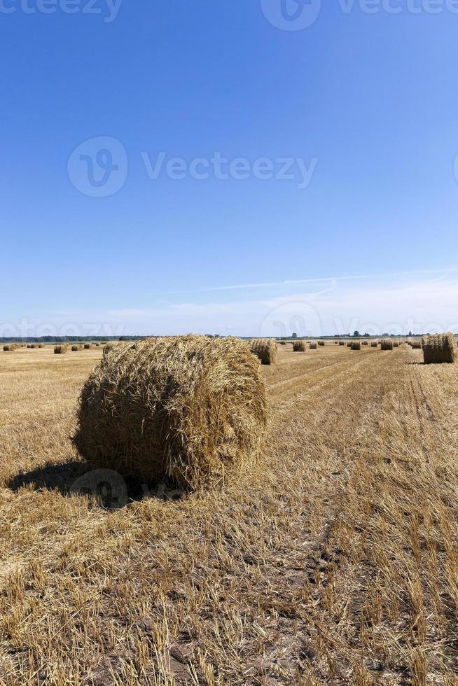 haystacks straw . cereal photo