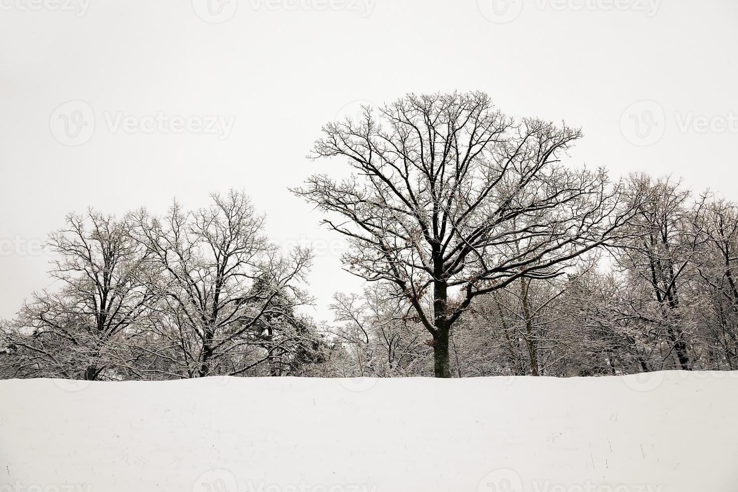 trees in winter photo