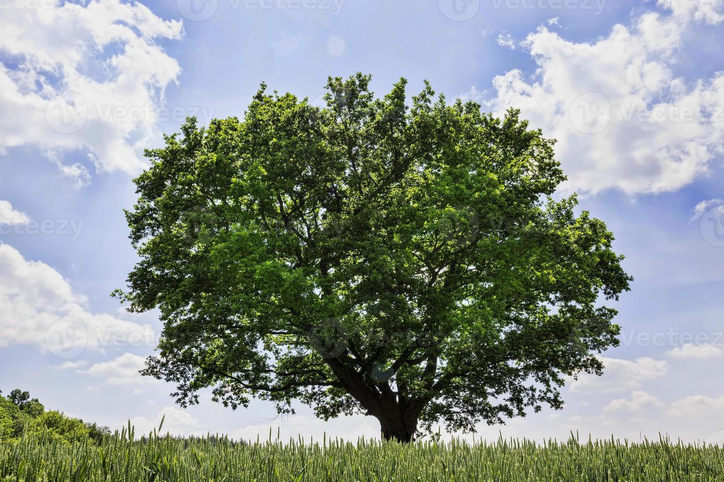 lonely oak, close up photo
