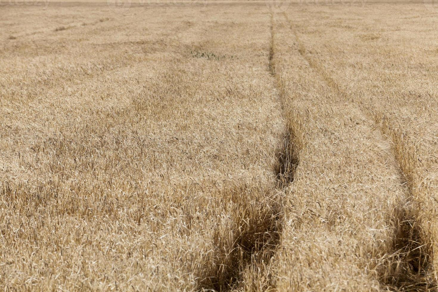 ripe yellow cereals photo