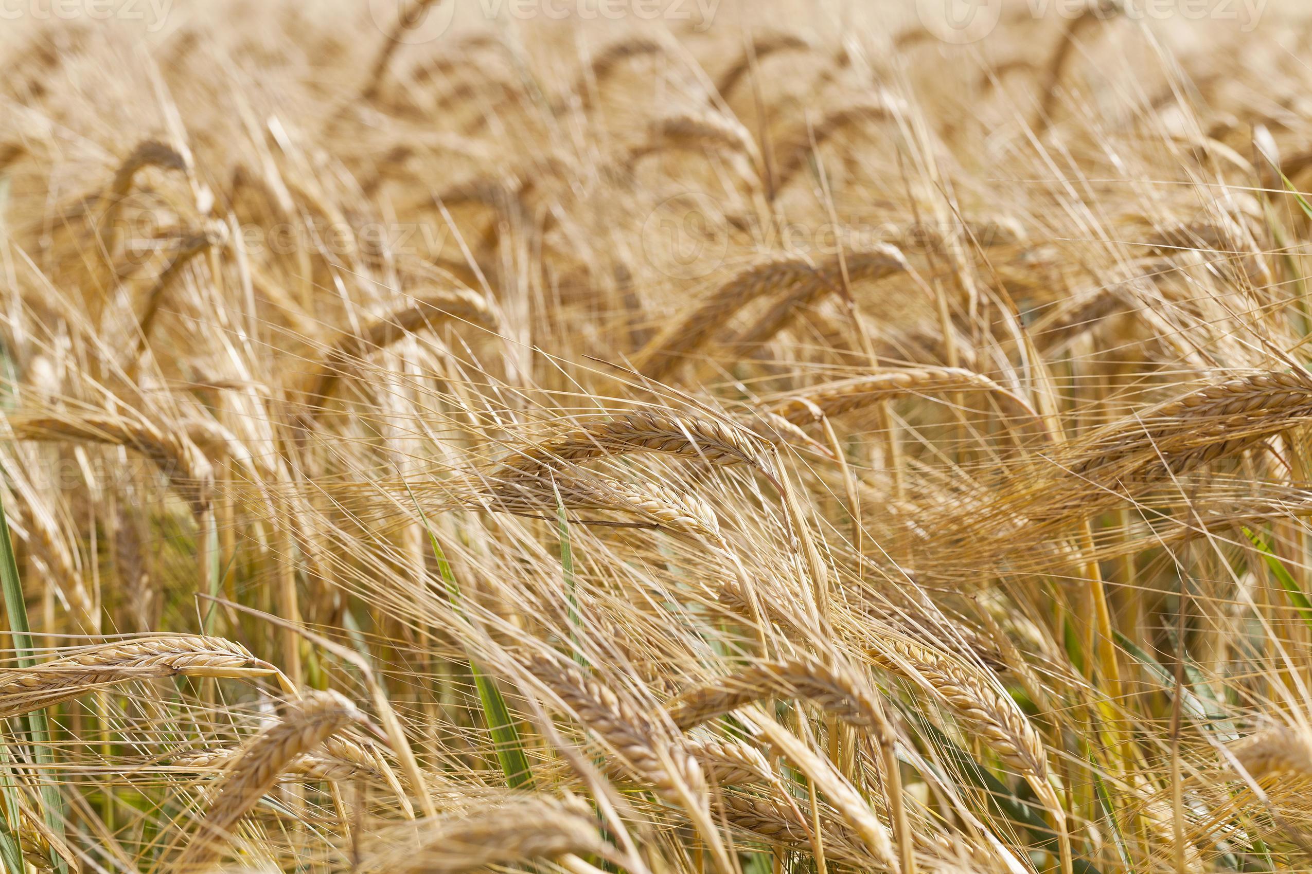 ripe cereal wheat in the field 9412545 Stock Photo at Vecteezy