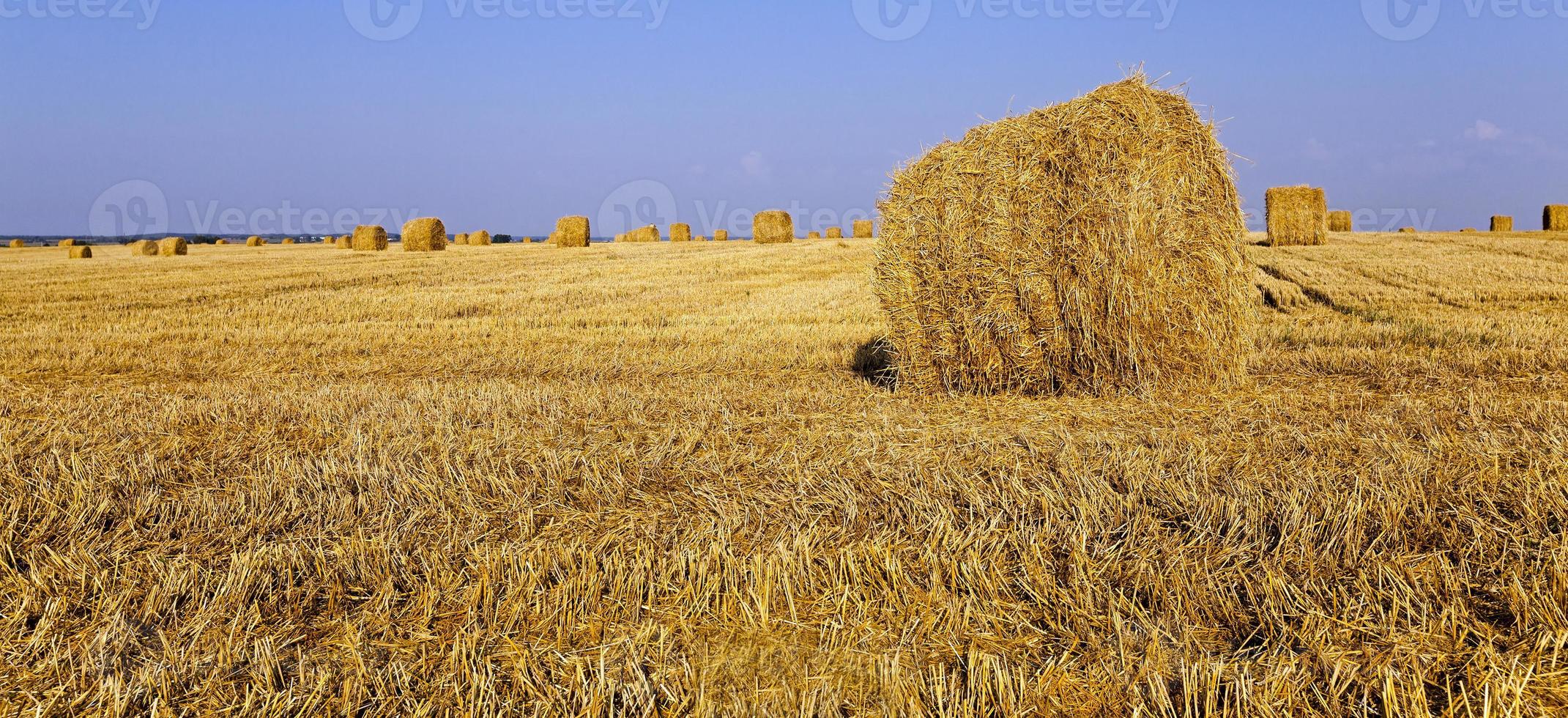 straw stack close up photo