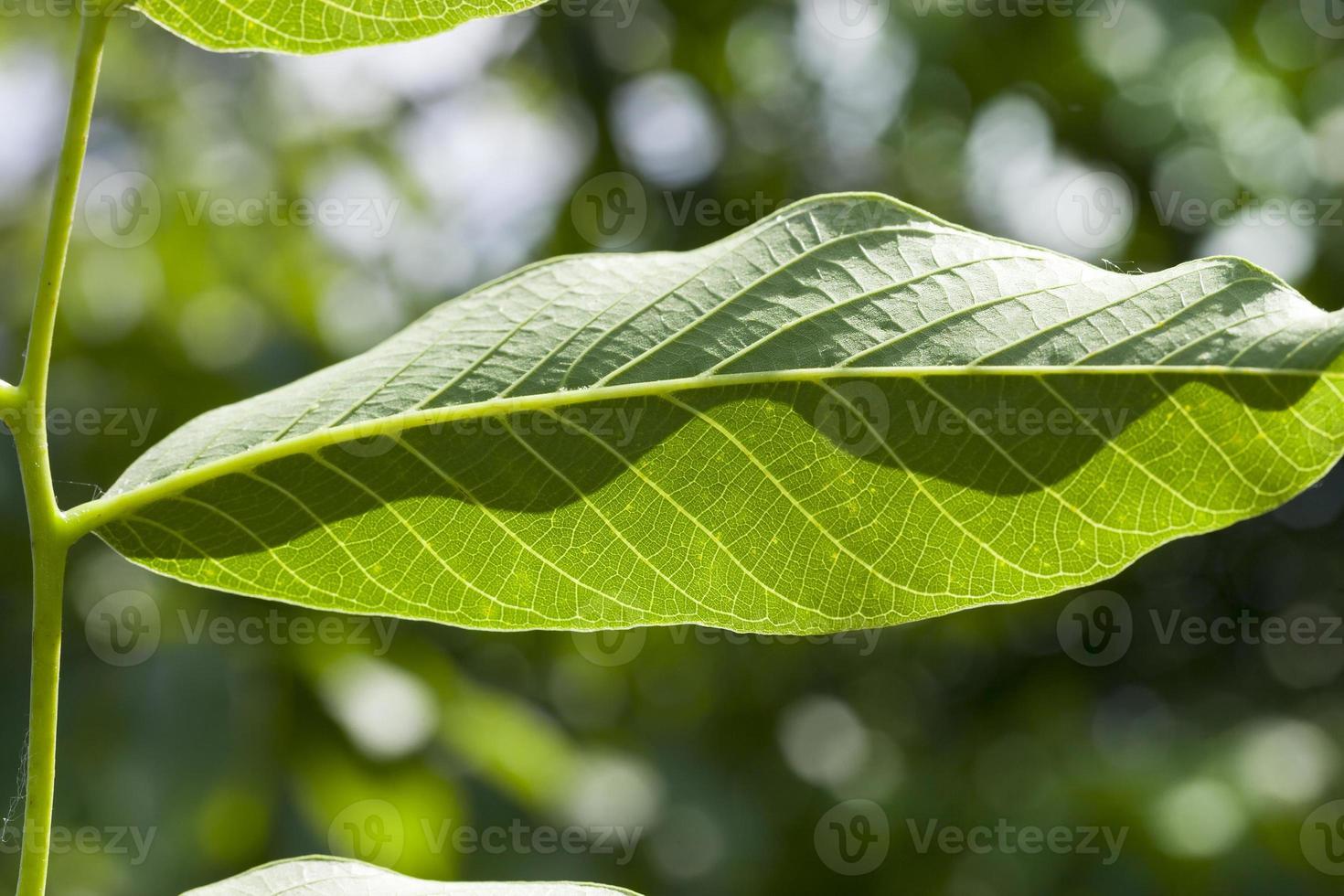 walnut leaf, close up photo