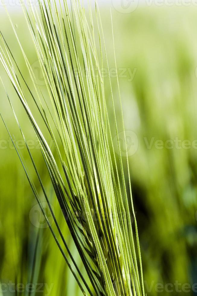 immature cereals . wheat photo