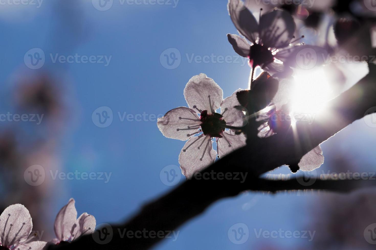 beautiful illuminated by sunlight fresh cherry blossoms photo