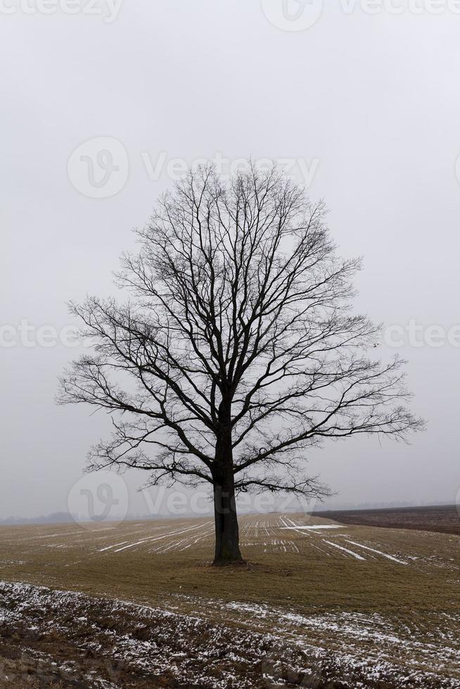 the trees covered with snow, growing in a winter season photo