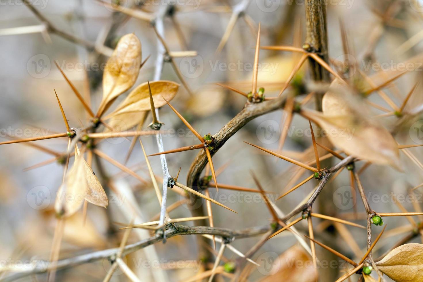 bush sharp , autumn photo